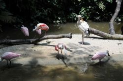 Spatole e fenicotteri nel laghetto all'ingresso della Waterfull Aviary, la più ampia uccelliera del parco in cui i turisti possono interagire con più di 600 uccelli in libertà ...