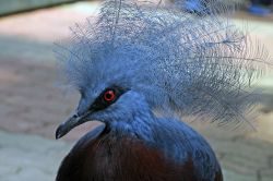 Un esemplare di gura occidentale allo Jurong Bird Park. Questi uccelli appartenenti alla famiglia dei Columbidi hanno corpo abbastanza tozzo, zampe massicce ricoperte di scaglie, collo lungo ...