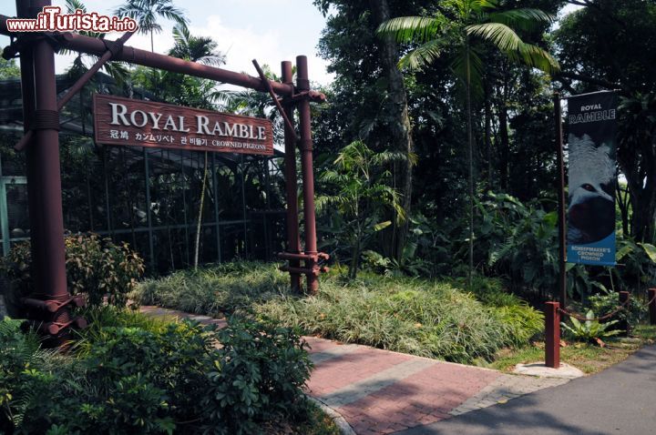 Immagine Nella grande voliera Royal Ramble dello Jurong Bird Park di Singapore si possono ammirare da vicino le gure, colombe coronate, caratteristiche per i ciuffi sulla testa - © Sonja Vietto Ramus