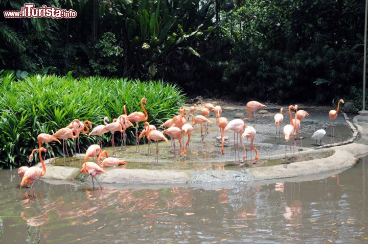 Immagine Fenicotteri alla Flamingo Pool dello Jurong Bird Park: più la loro colorazione è rosa o rosso vermiglio più sono desiderabili come partner da altri fenicotteri. Il piumaggio bianco con cui nascono diventa variopinto nella fase adulta grazie al carotene ottenuto dal cibo con cui si nutrono - © Sonja Vietto Ramus