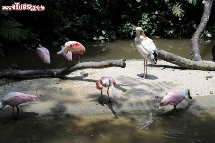 Immagine Spatole e fenicotteri nel laghetto all'ingresso della Waterfull Aviary, la più ampia uccelliera del parco in cui i turisti possono interagire con più di 600 uccelli in libertà appartenenti a 50 specie differenti - © Sonja Vietto Ramus