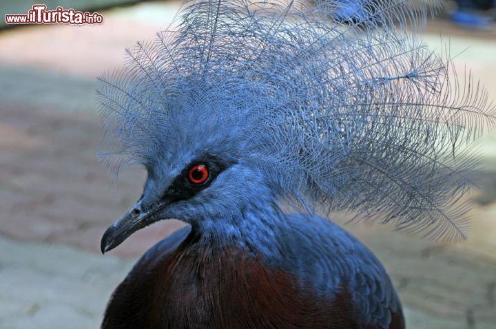 Immagine Un esemplare di gura occidentale allo Jurong Bird Park. Questi uccelli appartenenti alla famiglia dei Columbidi hanno corpo abbastanza tozzo, zampe massicce ricoperte di scaglie, collo lungo e testa sormontata da una corona composta di piume finissime e larghe che creano un effetto davvero suggestivo - © Sonja Vietto Ramus