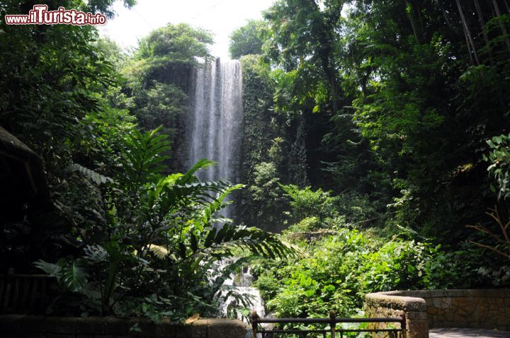 Immagine La bella cascata della Waterfull Aviary: il suo salto di 30 metri rende ancora più suggestivo lo scenario di quest'area immersa in una natura fitta e riglogliosa - © Sonja Vietto Ramus