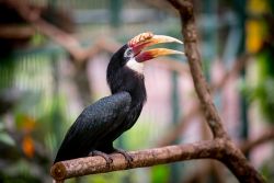 Frequenta boschi, foreste a galleria e zone alberate della savana: il tucano è un uccello della famiglia Ramphastidae con piumaggio nero brillante che fa risaltare il becco arancione ...