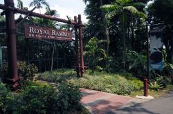 Nella grande voliera Royal Ramble dello Jurong Bird Park di Singapore si possono ammirare da vicino le gure, colombe coronate, caratteristiche per i ciuffi sulla testa - © Sonja Vietto ...
