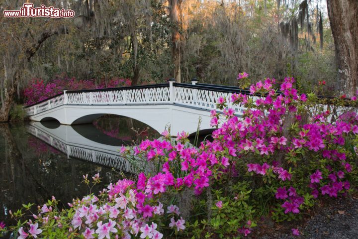 Immagine Durante una passeggiata rilassante al'interno del parco della Magnolia Plantation si possono vedere scorci come questi, con il ponte di legno e le azalee - foto © Jack Nevitt / Shutterstock.com