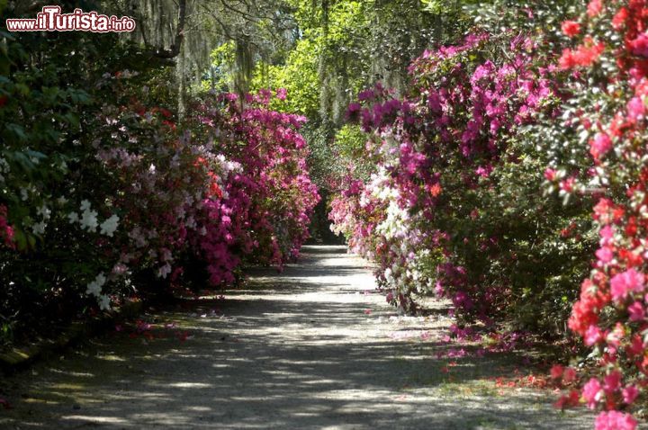 Immagine La fioritura primaverile nella Magnolia Plantation di Charleston, South Carolina. La famiglia Drayton gestisce il parco dal 1676.