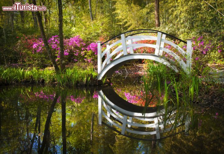 Immagine La primavera è la stagione delle fioriture e per questo è il periodo migliore per visitare la Magnolia Plantation di Charleston, South Carolina - foto © Dave Allen Photography / Shutterstock.com