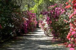 La fioritura primaverile nella Magnolia Plantation di Charleston, South Carolina. La famiglia Drayton gestisce il parco dal 1676.