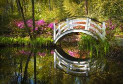 La primavera è la stagione delle fioriture e per questo è il periodo migliore per visitare la Magnolia Plantation di Charleston, South Carolina - foto © Dave Allen Photography / ...