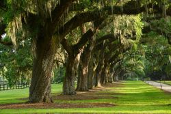 Querce nei pressi di Charleston, South Carolina. Fuori città ne esiste una in particolare chiamata Angel Oak: si tratta di una vecchia quercia secolare situata su Johns Island che ...