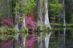 I colori delle azalee si riflettono nell'acqua all'interno della Magnolia Plantation & Gardens di Charleston, South Carolina - foto © Cucumber Images / Shutterstock.com ...