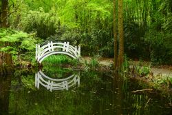 Un ponticello di legno presso un laghetto della Magnolia Plantation & Gardens, nella periferia di Charleston, South Carolina - foto © saraporn / Shutterstock.com