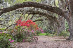 Una suggestiva immagine delle azalee e delle querce all'interno della Magnolia Plantation a Charleston, con il muschio che ricopre i loro rami - foto © Cvandyke / Shutterstock.com ...