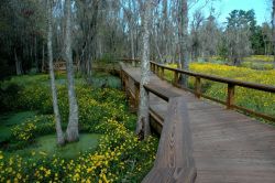 Durante una gita a Charleston, South Carolina, può essere una buona idea spostarsi un po' fuori città per visitare il parco "Magnolia Plantation".