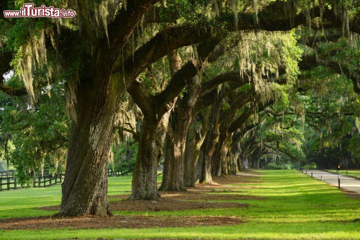 Immagine Querce nei pressi di Charleston, South Carolina. Fuori città ne esiste una in particolare chiamata Angel Oak: si tratta di una vecchia quercia secolare situata su Johns Island che è ormai uno dei simboli della città - © saraporn / Shutterstock.com