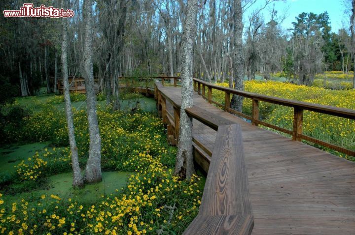 Immagine Durante una gita a Charleston, South Carolina, può essere una buona idea spostarsi un po' fuori città per visitare il parco "Magnolia Plantation".