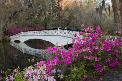 Durante una passeggiata rilassante al'interno del parco della Magnolia Plantation si possono vedere scorci come questi, con il ponte di legno e le azalee - foto © Jack Nevitt / Shutterstock.com ...