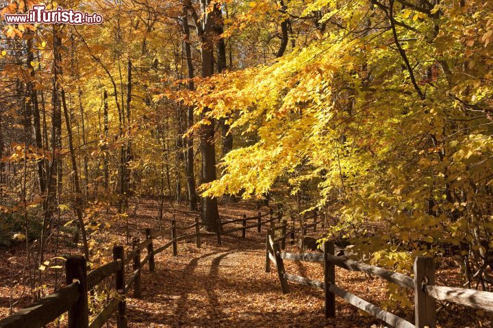 Immagine Foliage autunnale nella foresta al New York Botanical Garden: in autunno il bosco offre un caleidoscopio di rosso, arancione, giallo e viola nella varietà di fogliame.