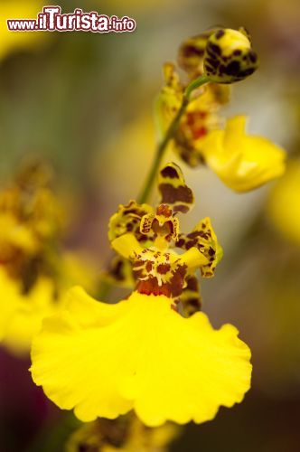 Immagine Un'orchidea ballerina al New York Botanical Garden. Con colori molto caldi e intensi - rosso, giallo ocra, tigrato e viola - questa varietà floreale fa parte delle circa 700 diverse specie di questi meravigliosi fiori che provengono dalle regioni subtropicali. Il suo nome? E' legato alla caratteristica forma che ricorda tantissimo il tutù delle danzatrici.