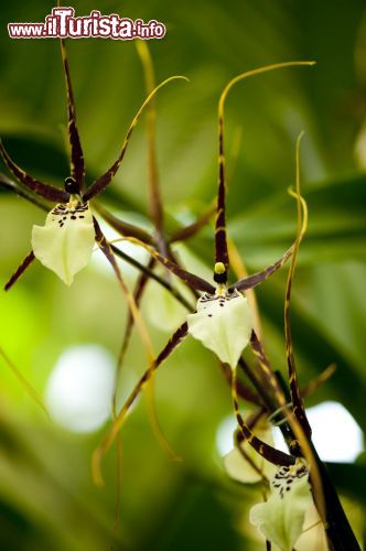 Immagine Un'orchidea ragno o "Brassia". Originarie dell'America meridionale, Brasile, Perù e Antille, queste orchidee epifite sono costituite da pseudobulbi da cui partono foglie lunghe e larghe: nella stagione estiva producono delle spighe con fiori grandi e profumati. I sepali hanno la sembianza di ragni.