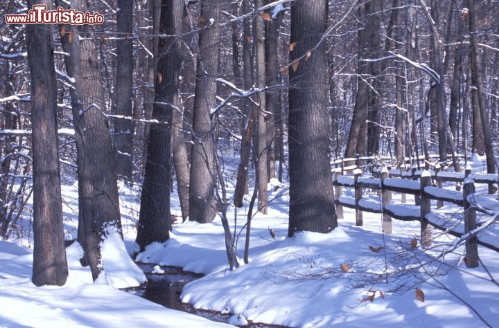 Immagine Paesaggio innevato al Botanical Garden di New York. Quando si visita la foresta, camminando lungo i sentieri di caccia dei nativi americani, si passa sotto gli alberi risalenti alla rivoluzione americana. Quest'area boschiva, la più ampia di New York, non è solo di una bellezza unica ma rappresenta anche un luogo di grande importanza ecologica, motivo per cui i fondatori scelsero proprio questo luogo per crearvi il Botanical Garden.