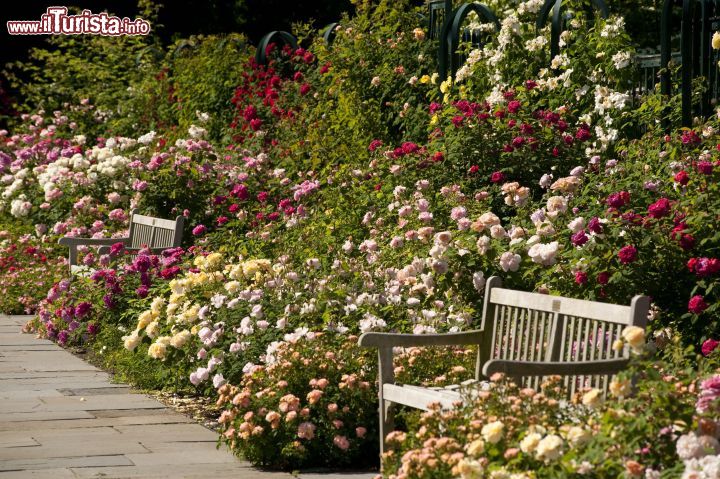 Immagine Il Peggy Rockefeller Rose Garden del Botanical Garden di New York. Da maggio a ottobre è una delle destinazioni più frequentate del giardino newyorkese per via delle sue oltre 650 varietà di rose fiorite. Progettato dall'architetto paesaggista Beatrix Farrand nel 1916, questo giardino è stato completato nel 1988 con il sostegno di David Rockefeller, orticoltore e ambientalista appassionato di questo fiore, e intitolato alla moglie Peggy. Il giardino delle rose ha ricevuto numerosi riconoscimenti internazionali ed è considerato uno dei più suggestivi al mondo.