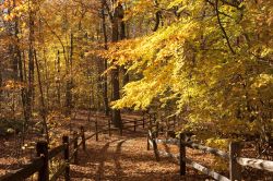 Foliage autunnale nella foresta al New York Botanical Garden: in autunno il bosco offre un caleidoscopio di rosso, arancione, giallo e viola nella varietà di fogliame.
