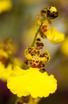 Un'orchidea ballerina al New York Botanical Garden. Con colori molto caldi e intensi - rosso, giallo ocra, tigrato e viola - questa varietà floreale fa parte delle circa 700 diverse ...