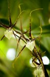 Un'orchidea ragno o "Brassia". Originarie dell'America meridionale, Brasile, Perù e Antille, queste orchidee epifite sono costituite da pseudobulbi da cui partono foglie ...