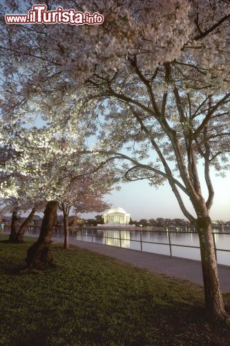 Immagine Ciliegi in fiore presso il Jefferson Memorial, sulla riva del Tidal Basin, un lago artificiale creato dall'uomo proprio accanto alla Casa Bianca.
