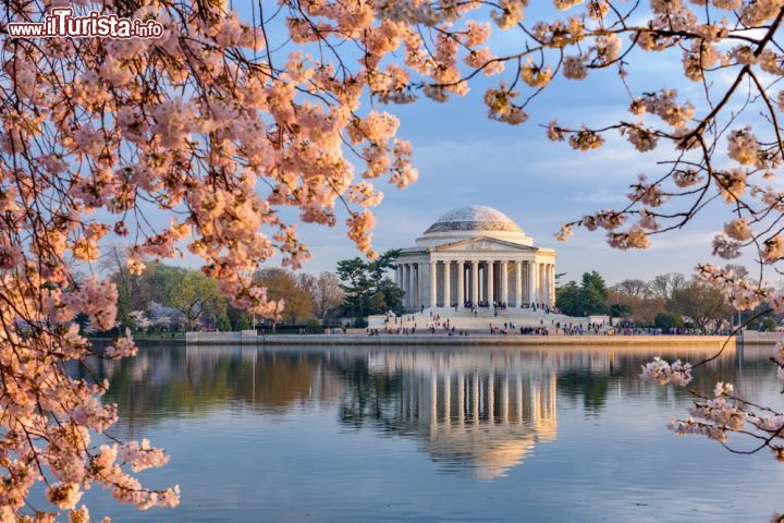 Immagine I ciliegi giapponesi in fiore tutt'attorno il Tidal Basin, il lago artificiale antistante il Jefferson Memorial di Washington DC - foto © Sean Pavone / Shutterstock.com