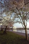 Ciliegi in fiore presso il Jefferson Memorial, sulla riva del Tidal Basin, un lago artificiale creato dall'uomo proprio accanto alla Casa Bianca.

