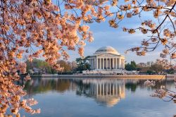 I ciliegi giapponesi in fiore tutt'attorno il Tidal Basin, il lago artificiale antistante il Jefferson Memorial di Washington DC - foto © Sean Pavone / Shutterstock.com