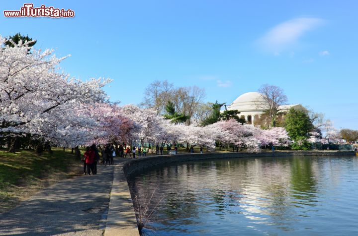 Immagine Jefferson Memorial: una suggestiva immagine primaverile della fioritura dei ciliegi giapponesi che circondano il Tidal Basin. Oltre ai ciliegi, qui sono stati piantati anche molti pini bianchi - foto © Orhan Cam / Shutterstock.com