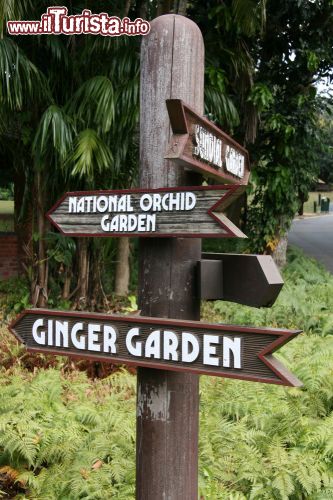 Immagine Visita ai Botanic Gardens di Singapore - L'oasi verde ospita al suo interno il celebre National Orchid Garden dove si coltivano oltre un migliaio di specie che ne fanno la più grande esposizione di orchidee tropicali al mondo. Subito accanto si trova il Ginger Garden che conserva 250 varietà di zingiberaceae su una superficie di circa un ettaro © Sam DCruz / Shutterstock.com