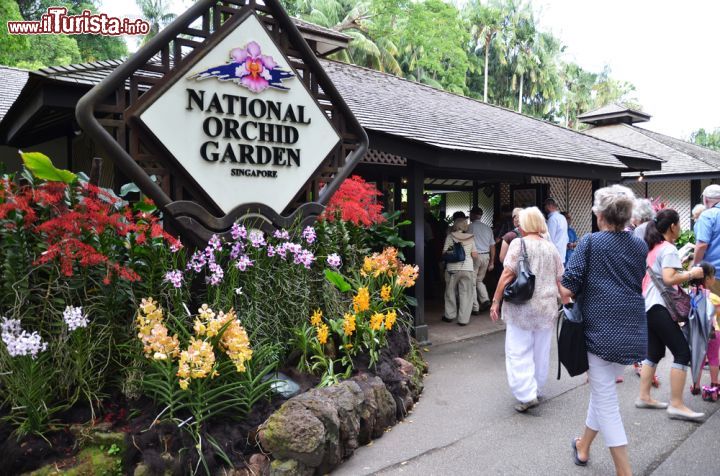 Immagine National Orchid Garden di Singapore - Luogo imperdibile per gli appassionati di questa varietà floreale: all'interno del giardino vengono coltivate mille specie di orchidee e 2000 ibridi di cui ben 600 esposti al pubblico. Bellissima la delicata Vanda Miss Joaquim, fiore nazionale di Singapore © Tang Yan Song / Shutterstock.com