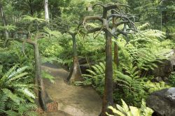 Paesaggio tropicale nei Botanic Gardens di Singapore - Vi sono ospitate 314 specie di cui più della metà oggi considerata rara a Singapore. Basta percorrere una passarella per ...