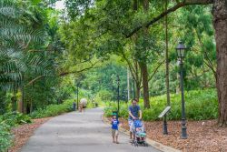 Singapore Botanic Gardens - Aperti tutto l'anno questi splendidi giardini nel cuore della città sono una delle attrazioni naturalistiche più visitate sia dagli abitanti di ...