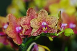 Una delle tante specie di orchidee che si possono ammirare nel Giardino Botanico di Singapore © G2019 / Shutterstock.com