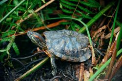 Una tartaruga nei Botanic Gardens di Singapore - Passeggiando per i Giardini Botanici della città si possono ammirare centinaia di specie floreali e animali che si muovono in libertà, ...