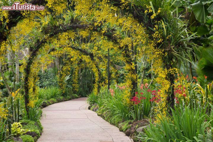 Immagine Tunnel di piante nel giardino delle orchidee di Singapore - Uno dei suggestivi passaggi che accompagnano nella visita dei Botanic Gardens. A lungo considerata un semplice scalo senza particolare interesse, Singapore ha saputo reinventarsi e diventare uno dei luoghi più visitati al mondo © Janelle Lugge / Shutterstock.com