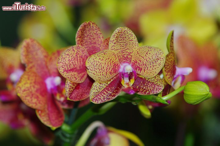 Immagine Una delle tante specie di orchidee che si possono ammirare nel Giardino Botanico di Singapore © G2019 / Shutterstock.com