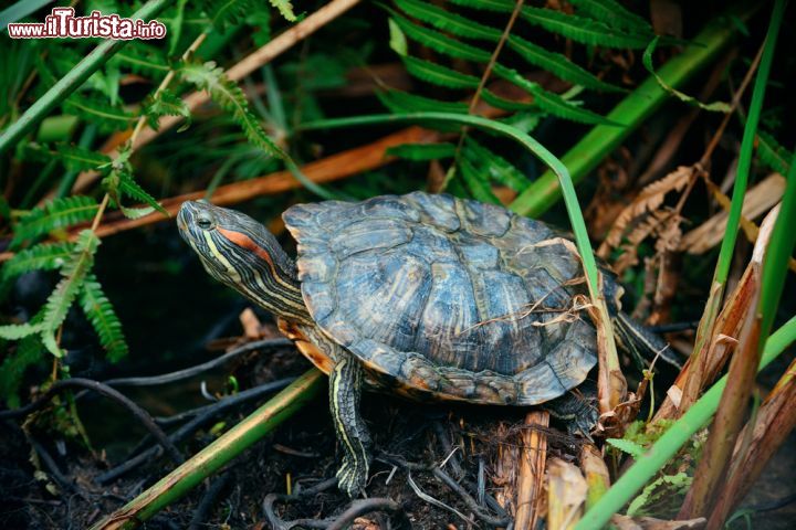 Immagine Una tartaruga nei Botanic Gardens di Singapore - Passeggiando per i Giardini Botanici della città si possono ammirare centinaia di specie floreali e animali che si muovono in libertà, dalle tartarughe ai cigni muti © Songquan Deng / Shutterstock.com