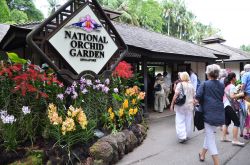 National Orchid Garden di Singapore - Luogo imperdibile per gli appassionati di questa varietà floreale: all'interno del giardino vengono coltivate mille specie di orchidee e 2000 ...