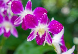 Orchidee di tipo Dendrobium ai giardini di Singapore - Il suo nome deriva dal greco "dendron" che significa albero e da "bios" cioè vita. Classificato nel 1799 dal ...