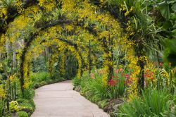 Tunnel di piante nel giardino delle orchidee di Singapore - Uno dei suggestivi passaggi che accompagnano nella visita dei Botanic Gardens. A lungo considerata un semplice scalo senza particolare ...