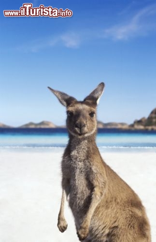 Canguro in spiaggia