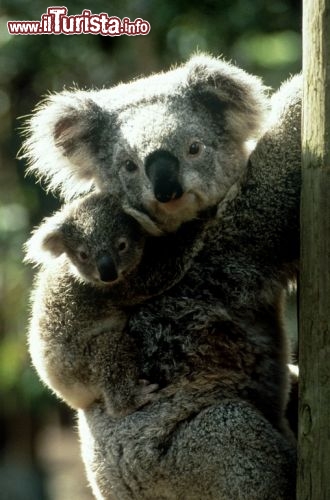 Koala su albero