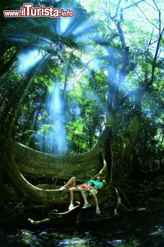 Mossman rain forest, la foresta pluviale